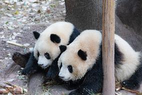 China Chongqing Zoo Giant Panda Cool Off