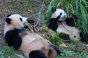 China Chongqing Zoo Giant Panda Cool Off