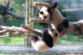 China Chongqing Zoo Giant Panda Cool Off