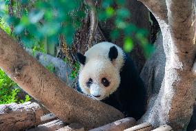 China Chongqing Zoo Giant Panda Cool Off