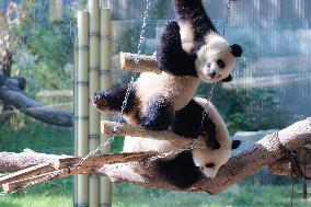 China Chongqing Zoo Giant Panda Cool Off