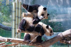 China Chongqing Zoo Giant Panda Cool Off