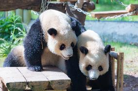 China Chongqing Zoo Giant Panda Cool Off