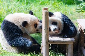 China Chongqing Zoo Giant Panda Cool Off