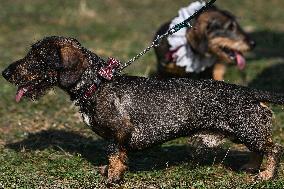 March Of The Dachshunds Draws Crowds To Krakow