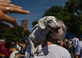 March Of The Dachshunds Draws Crowds To Krakow