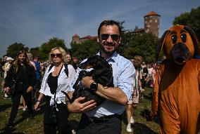 March Of The Dachshunds Draws Crowds To Krakow