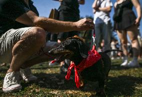 March Of The Dachshunds Draws Crowds To Krakow