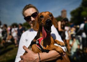 March Of The Dachshunds Draws Crowds To Krakow