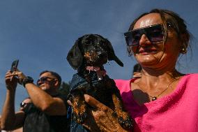 March Of The Dachshunds Draws Crowds To Krakow