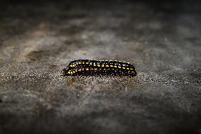 Long-flange Millipede (Orthomorpha Coarctata) - Animal India