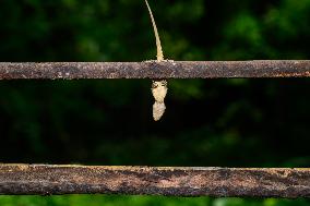 Acrobat House Gecko - Animal India