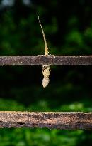 Acrobat House Gecko - Animal India