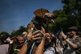 March Of The Dachshunds Draws Crowds To Krakow