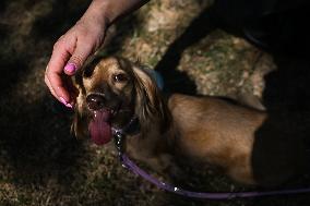 March Of The Dachshunds Draws Crowds To Krakow