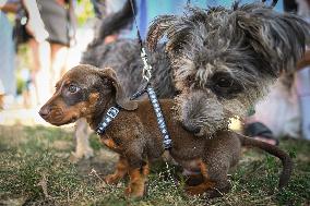 March Of The Dachshunds Draws Crowds To Krakow