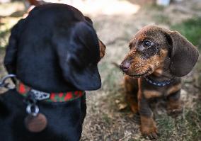 March Of The Dachshunds Draws Crowds To Krakow