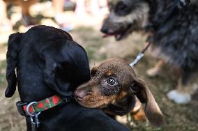 March Of The Dachshunds Draws Crowds To Krakow