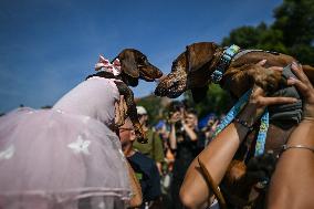 March Of The Dachshunds Draws Crowds To Krakow