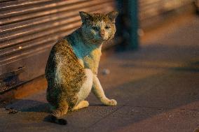 Daily Life In Colombo