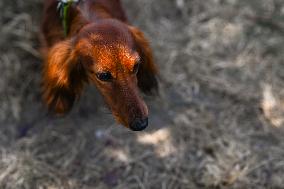 March Of The Dachshunds Draws Crowds To Krakow