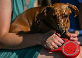 March Of The Dachshunds Draws Crowds To Krakow