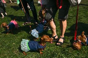 March Of The Dachshunds Draws Crowds To Krakow