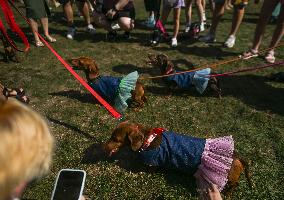 March Of The Dachshunds Draws Crowds To Krakow