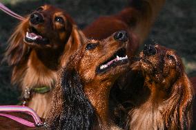 March Of The Dachshunds Draws Crowds To Krakow