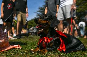 March Of The Dachshunds Draws Crowds To Krakow