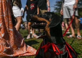 March Of The Dachshunds Draws Crowds To Krakow