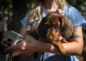 March Of The Dachshunds Draws Crowds To Krakow