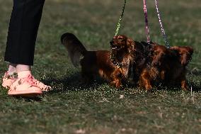 March Of The Dachshunds Draws Crowds To Krakow