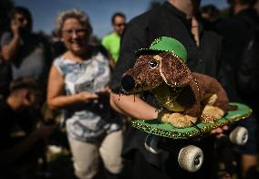 March Of The Dachshunds Draws Crowds To Krakow