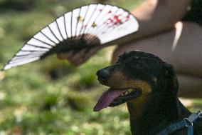 March Of The Dachshunds Draws Crowds To Krakow