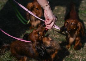 March Of The Dachshunds Draws Crowds To Krakow