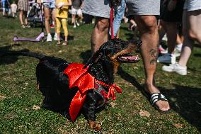 March Of The Dachshunds Draws Crowds To Krakow