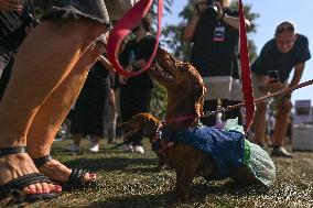 March Of The Dachshunds Draws Crowds To Krakow