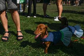 March Of The Dachshunds Draws Crowds To Krakow