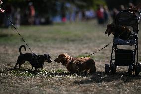 March Of The Dachshunds Draws Crowds To Krakow