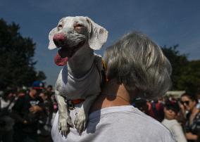 March Of The Dachshunds Draws Crowds To Krakow