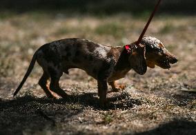 March Of The Dachshunds Draws Crowds To Krakow