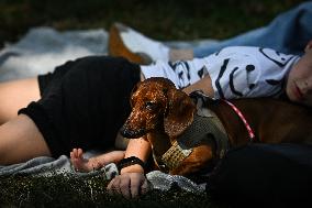 March Of The Dachshunds Draws Crowds To Krakow