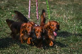 March Of The Dachshunds Draws Crowds To Krakow