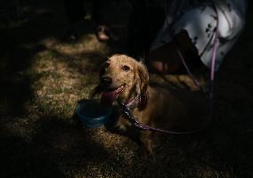 March Of The Dachshunds Draws Crowds To Krakow