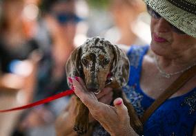 March Of The Dachshunds Draws Crowds To Krakow