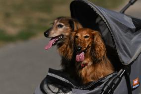 March Of The Dachshunds Draws Crowds To Krakow