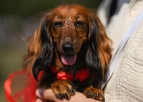 March Of The Dachshunds Draws Crowds To Krakow