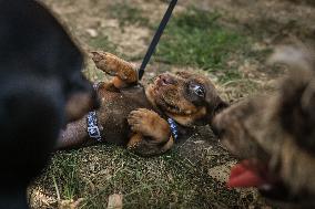 March Of The Dachshunds Draws Crowds To Krakow