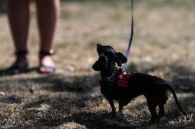 March Of The Dachshunds Draws Crowds To Krakow